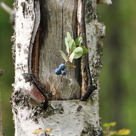 ����� ������