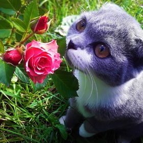 ���� ��������